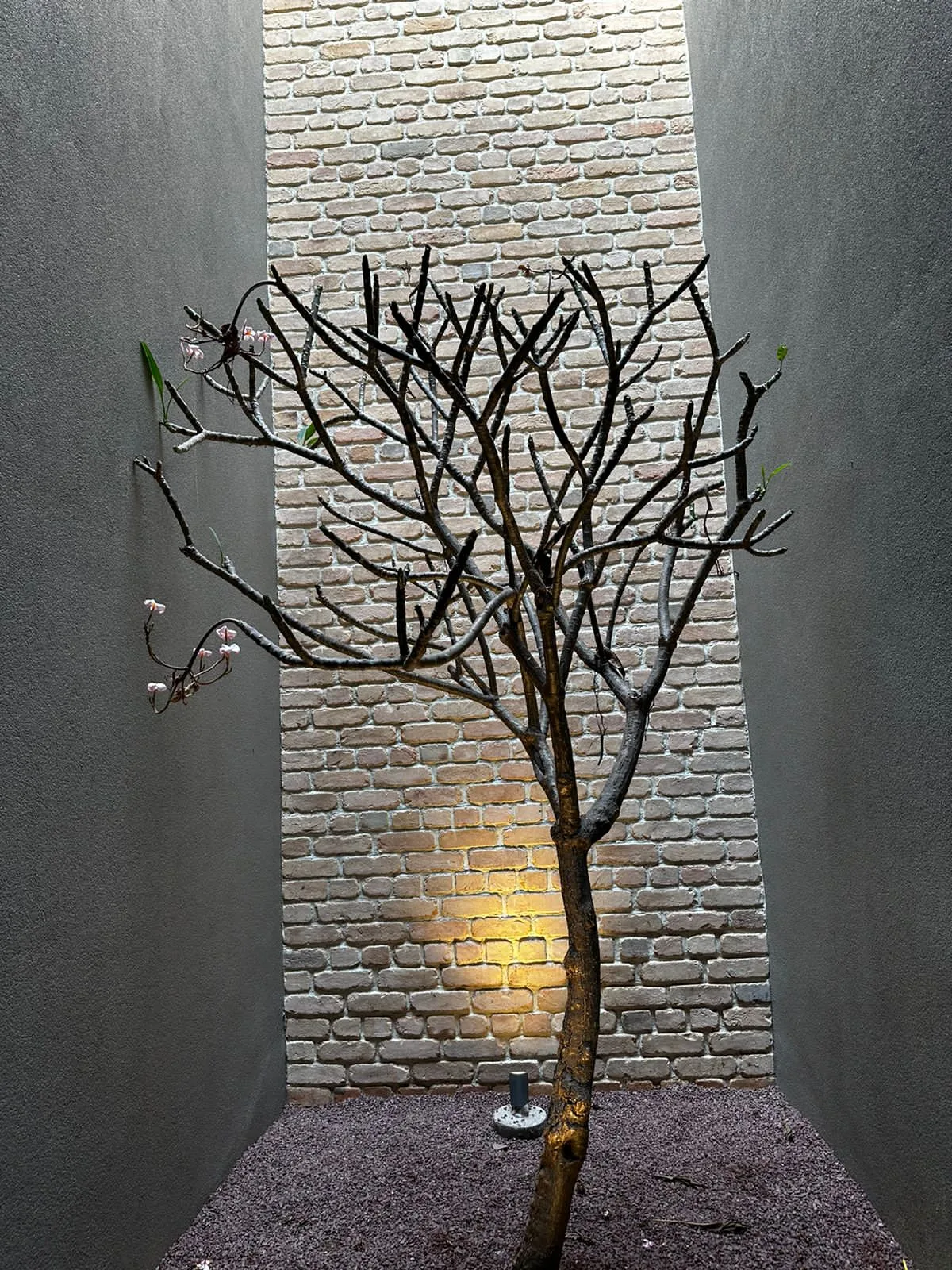 Interior Wall perspective 2